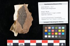 Foto (Objekt + Etikett) von Rhytisma pythii Ettingshausen (NHMW-GEO-2024-0188-0079)